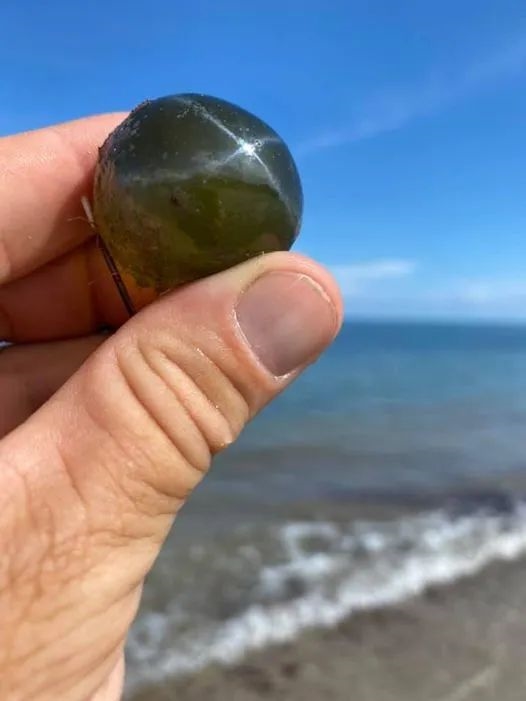 海葡萄：5厘米大的球 其实就是一个细胞 海葡萄 第1张