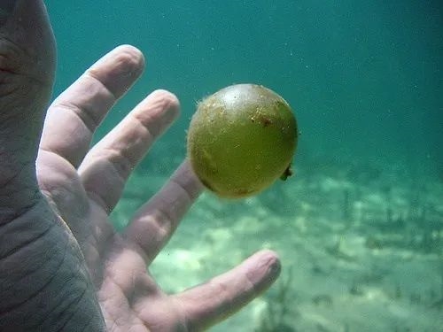 海葡萄：5厘米大的球 其实就是一个细胞 海葡萄 第2张