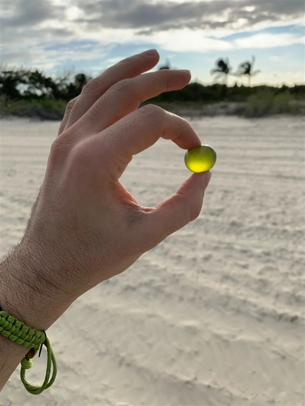 海葡萄：5厘米大的球 其实就是一个细胞 海葡萄 第4张