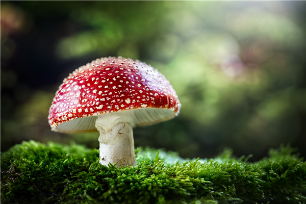 上海网友集中晒蘑菇 专家：切勿采摘食用 蘑菇 第1张