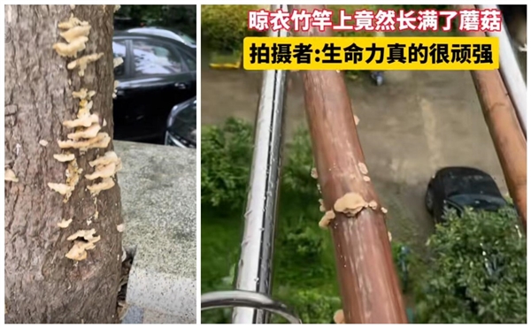 上海网友集中晒蘑菇 专家：切勿采摘食用 蘑菇 第2张