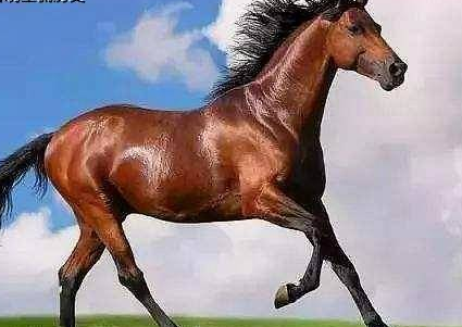 古代骑兵骑的战马很难养吗 战马为何会成为中原王朝的软肋（深度揭秘） 第2张