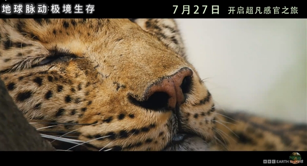 豆瓣9.7分纪录片天花板！《地球脉动》首部大电影国内定档7月27日：预告片发布 地球脉动 第3张
