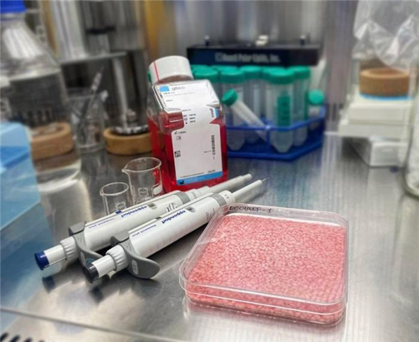 米肉合一！我国成功培育猪肉米和鸡肉米 每颗米粒自带肉香 米肉合一 猪肉米 鸡肉米 第4张