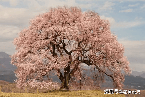 日本怪谈：母乳樱的传说  母乳樱的传说 第2张