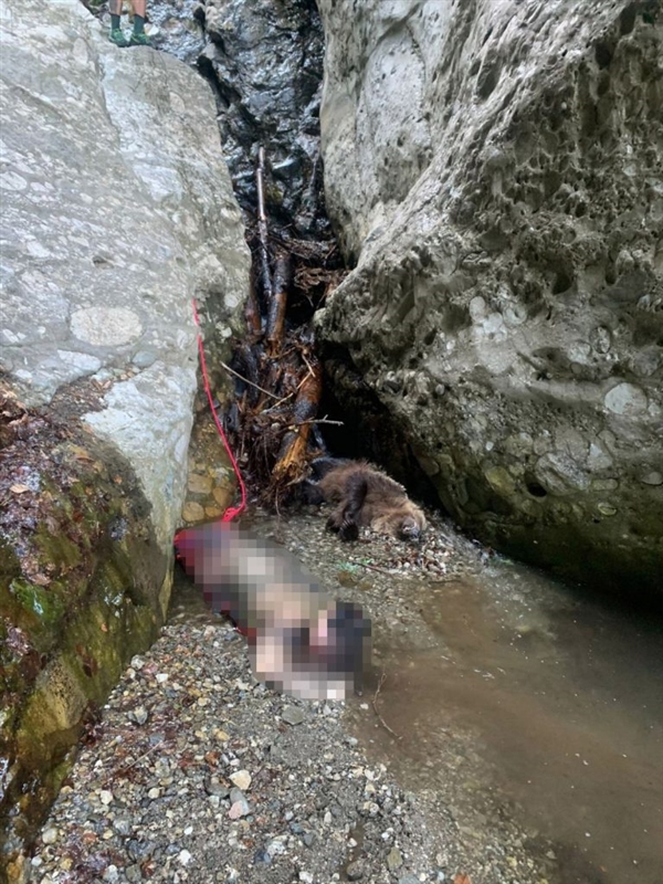 罗马尼亚女孩爬山遇到了棕熊，被熊扔下120米悬崖身亡 女孩被熊扔下悬崖 棕熊 第2张