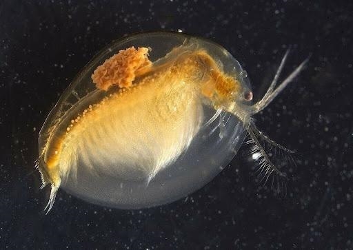 用AI给化石算命！别笑 想法上了Nature AI给化石算命 第6张