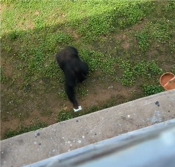 大猩猩帮游客捡回手机还放进筐 眼尖网友：华为Mate 60 大猩猩帮游客捡回手机 第1张