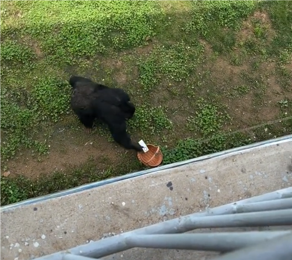 大猩猩帮游客捡回手机还放进筐 眼尖网友：华为Mate 60 大猩猩帮游客捡回手机 第2张