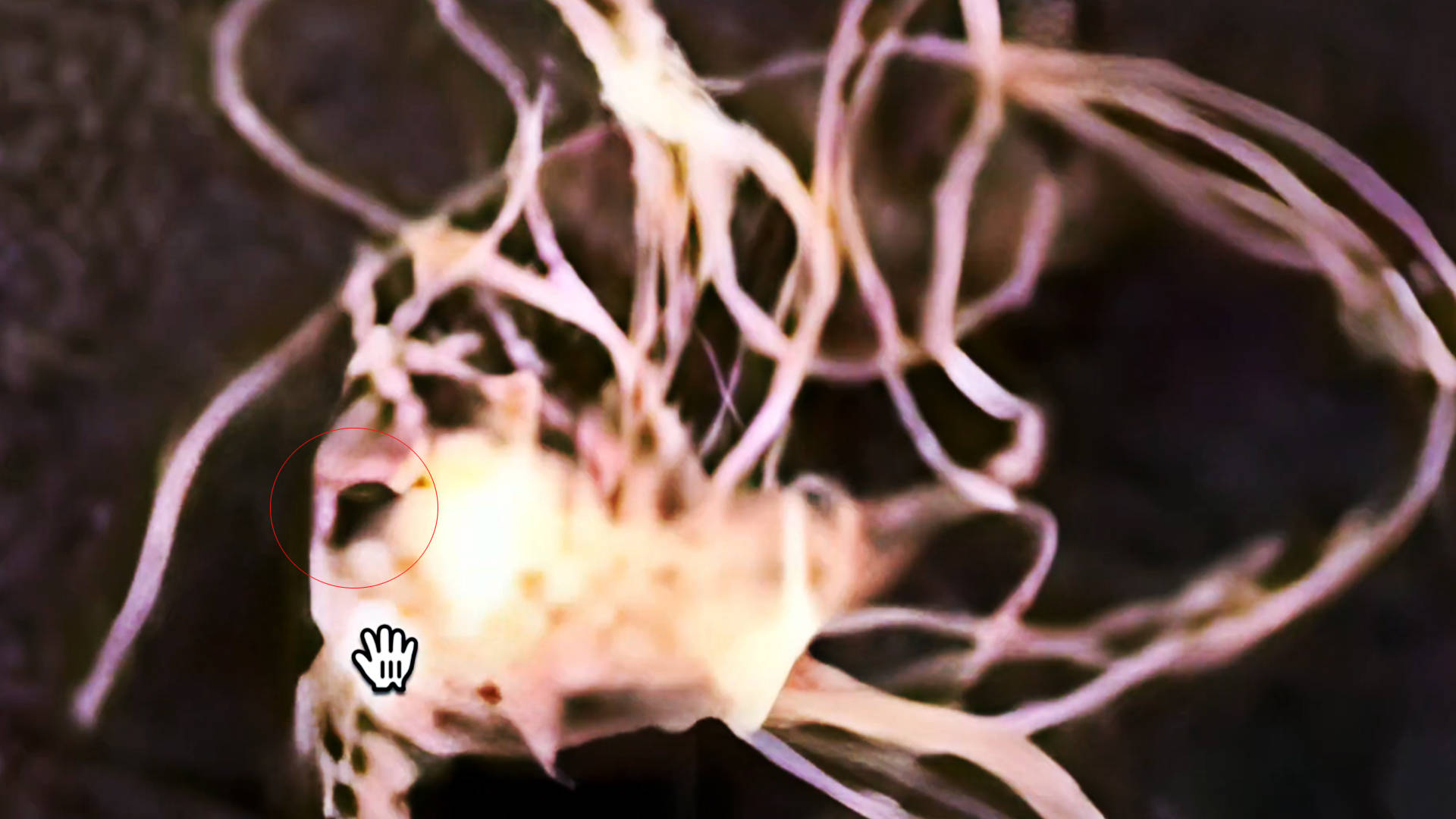 火星之眼？神秘“生物”照片引爆全球探索热潮！ 火星之眼 第1张