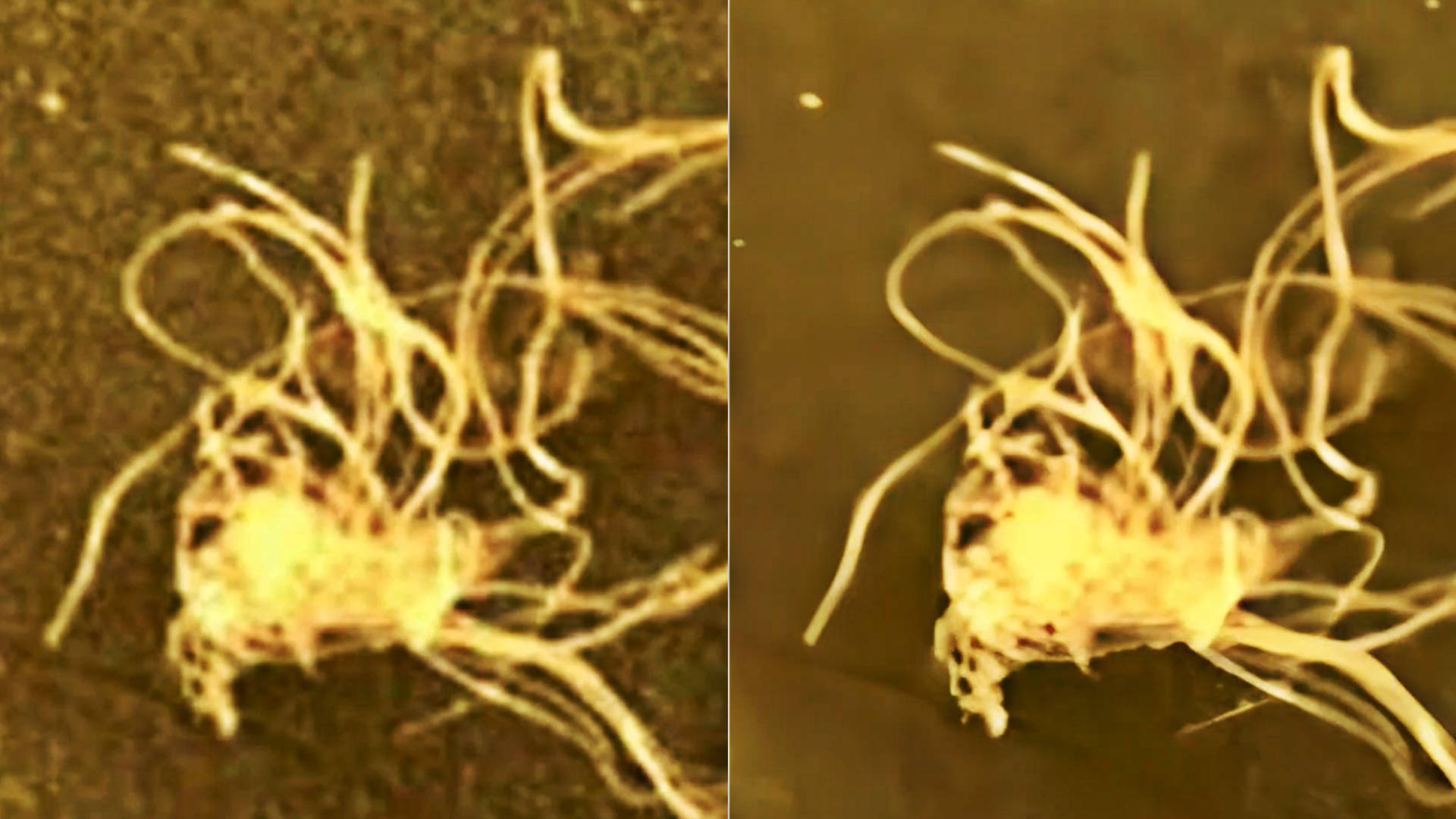 火星之眼？神秘“生物”照片引爆全球探索热潮！ 火星之眼 第2张