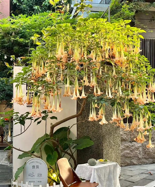 剧毒的曼陀罗花蜜也敢吃：昆明小松鼠的胆儿真大 曼陀罗花蜜 昆明小松鼠 第1张
