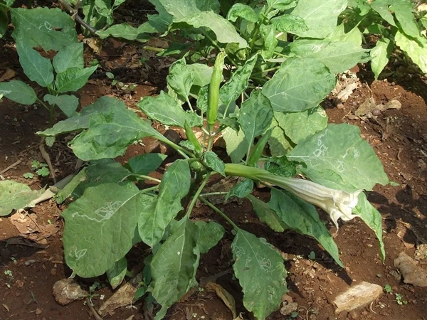 剧毒的曼陀罗花蜜也敢吃：昆明小松鼠的胆儿真大 曼陀罗花蜜 昆明小松鼠 第3张