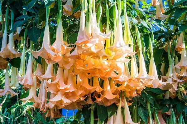 剧毒的曼陀罗花蜜也敢吃：昆明小松鼠的胆儿真大 曼陀罗花蜜 昆明小松鼠 第2张