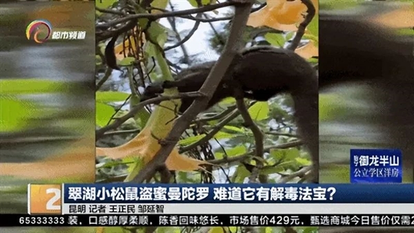 剧毒的曼陀罗花蜜也敢吃：昆明小松鼠的胆儿真大 曼陀罗花蜜 昆明小松鼠 第5张
