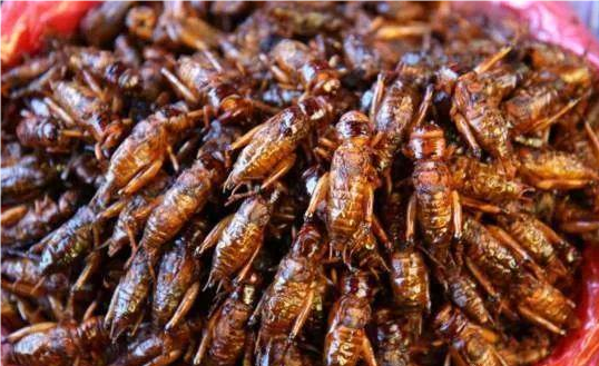 新加坡进入食虫时代：16种昆虫被批准供人食用 新加坡 食虫时代 第1张