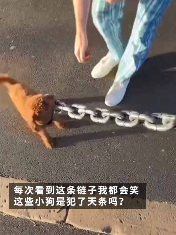 哮天犬犯天条了？5斤的狗好像配了根500斤的链子 哮天犬 狗 第2张