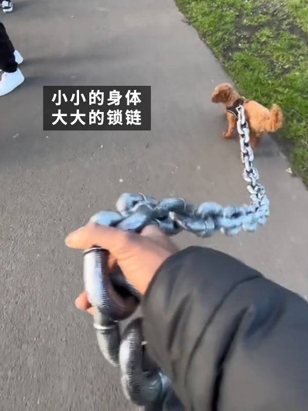 哮天犬犯天条了？5斤的狗好像配了根500斤的链子 哮天犬 狗 第3张