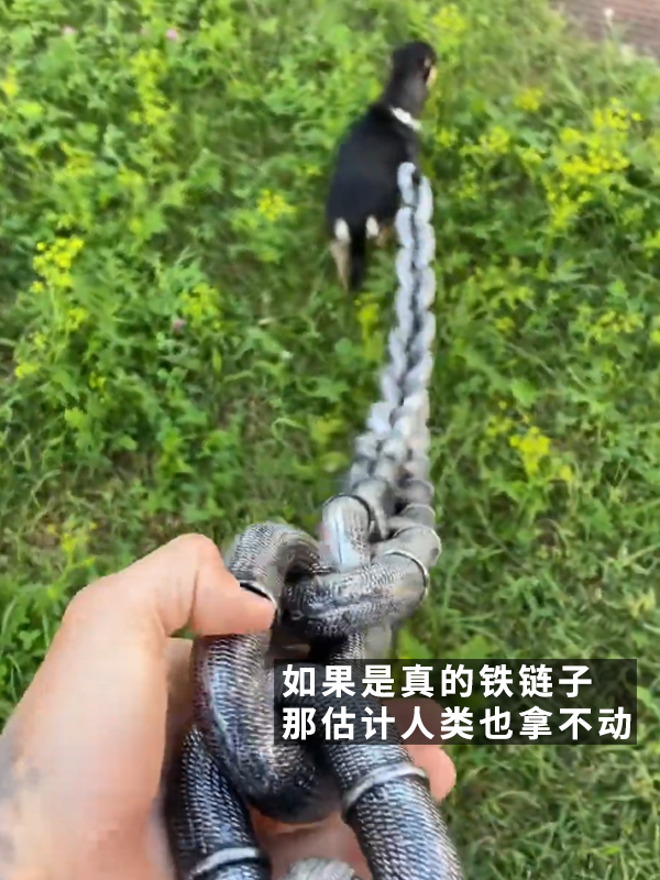 哮天犬犯天条了？5斤的狗好像配了根500斤的链子 哮天犬 狗 第7张