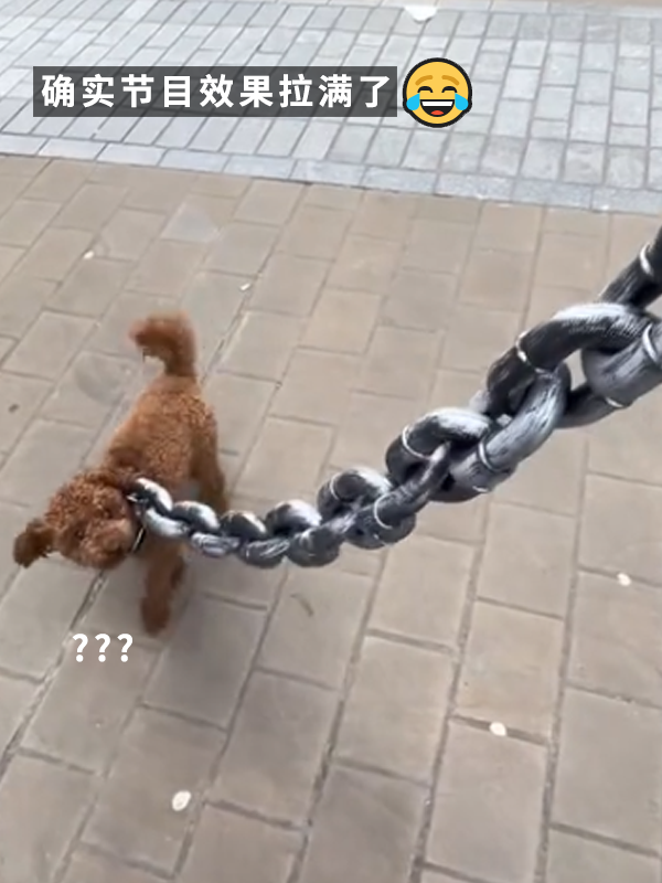 哮天犬犯天条了？5斤的狗好像配了根500斤的链子 哮天犬 狗 第11张