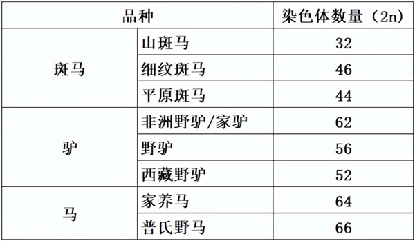 马科马属动物太疯狂！染色体截然不同 却能随意杂交 马科马属动物 杂交 第6张