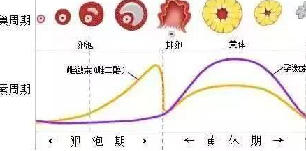 大姨妈前一周，黄体很脆弱？可一定要注意了！  大姨妈 黄体 第2张