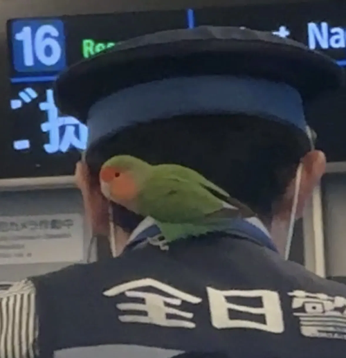 先天跑路圣体！日本一只鹦鹉自己坐着火车离家出走了 鹦鹉坐火车离家出走 第6张