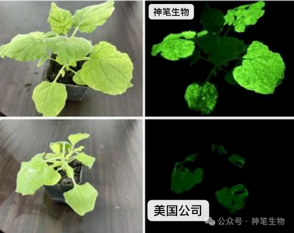《阿凡达》世界成真！我国科研团队成功打造出高亮发光植物 高亮发光植物 第2张