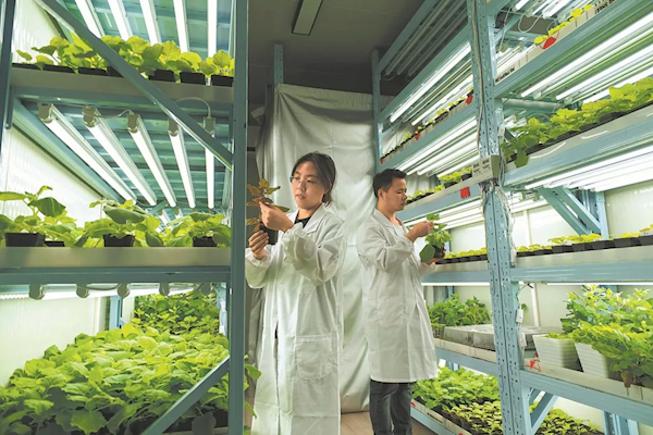 《阿凡达》世界成真！我国科研团队成功打造出高亮发光植物 高亮发光植物 第3张