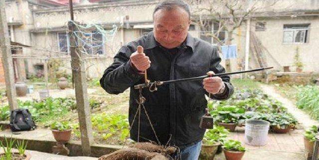 菜农挖出植物，巨大怪异，形似手掌，专家鉴定后，让人赞不绝口  植物 第1张