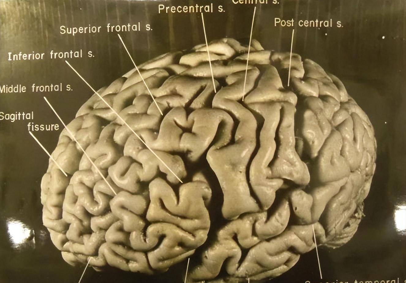 爱因斯坦是外星人？了解他的经历后，才知道他有多么“神”  爱因斯坦是外星人 第5张