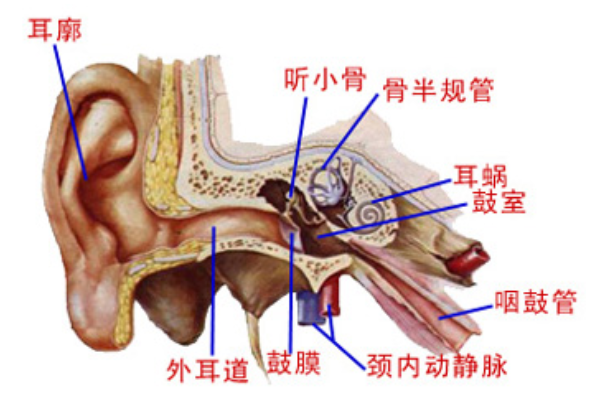医生都叫别掏耳朵！真的不怕耳屎堵住吗？我看过视频 别掏耳朵 第6张