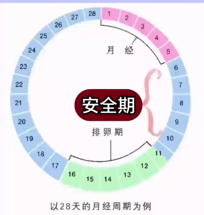 女人的排卵期怎么计算  排卵期 第1张