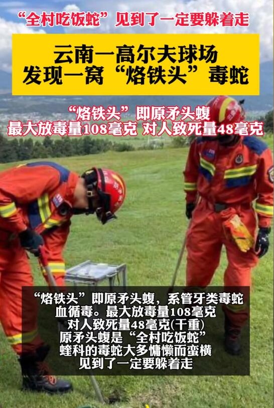 云南腾冲发现一窝烙铁头毒蛇：见到了一定要躲着走 第2张