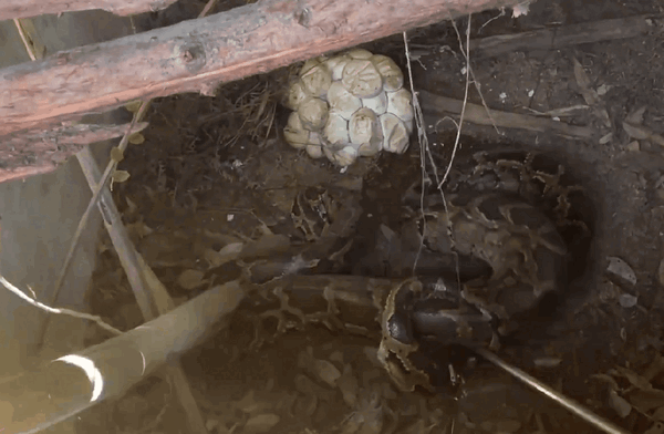 福建一猪圈意外变蛇窝 巨蟒下了一堆蛇蛋 猪圈意外变蛇窝 第1张