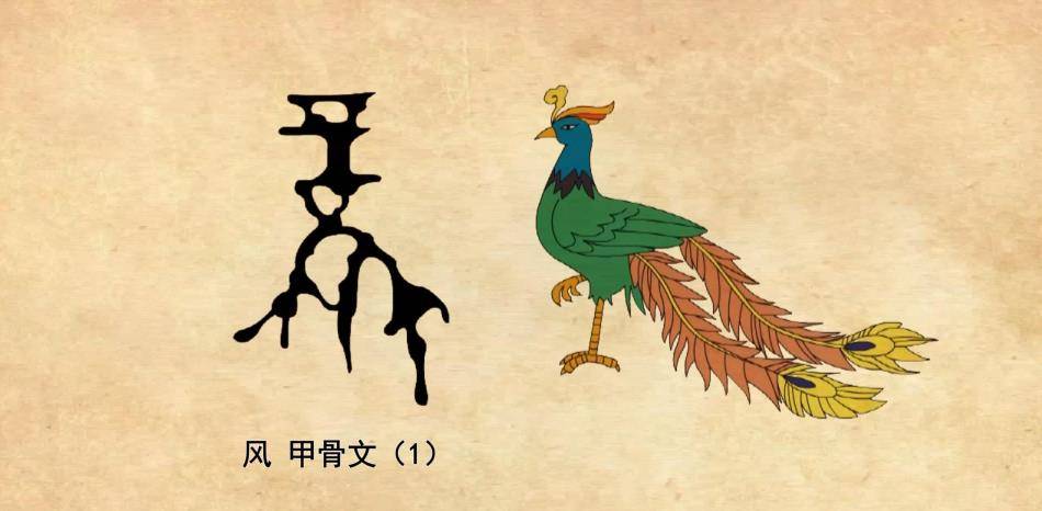 传说中的神鸟凤凰，是一种真实存在的鸟类，现在还生存在非洲地区  神鸟凤凰 第9张