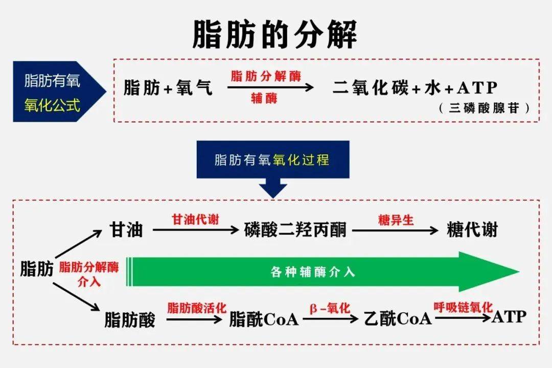 减肥底层逻辑：减掉的脂肪都去哪儿了？  减肥 第3张