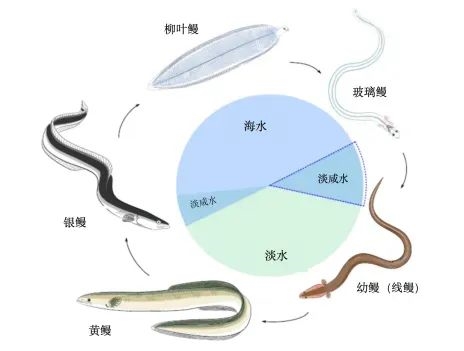 “水中软黄金” 指的是什么？现在中国产量全球第一！ 水中软黄金 第2张
