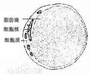 不调菌群,减重可能变成减命? 菌群 减重 第2张 不调菌群,减重可能变成减命? 菌群 减重 第2张