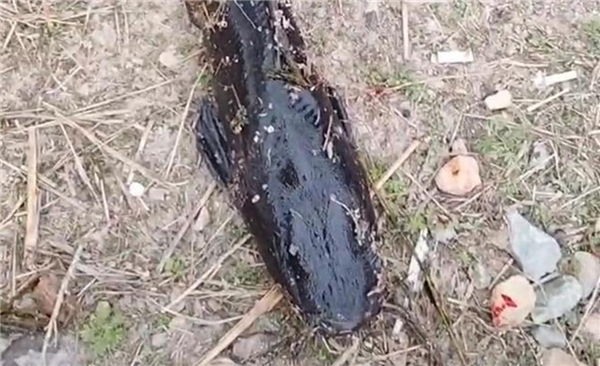 专家称大连水库怪鱼不能自然越冬:属外来入侵物种 大连水库怪鱼 第1张 专家称大连水库怪鱼不能自然越冬:属外来入侵物种 大连水库怪鱼 第1张