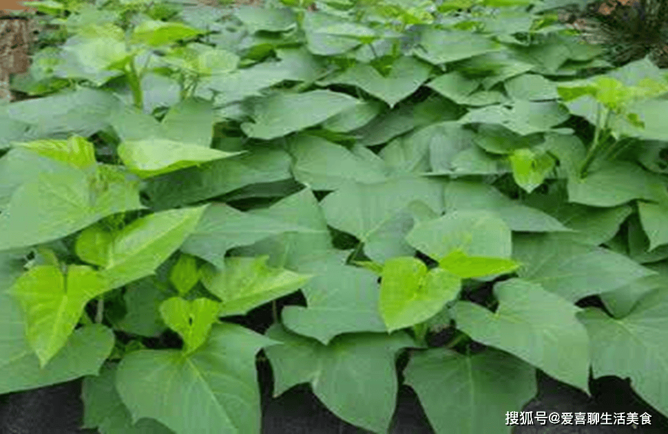 小满来临,记得给家人吃这菜,一清热、二下火、三补水,老少皆宜! 小满吃这菜 第2张 小满来临,记得给家人吃这菜,一清热、二下火、三补水,老少皆宜! 小满吃这菜 第2张