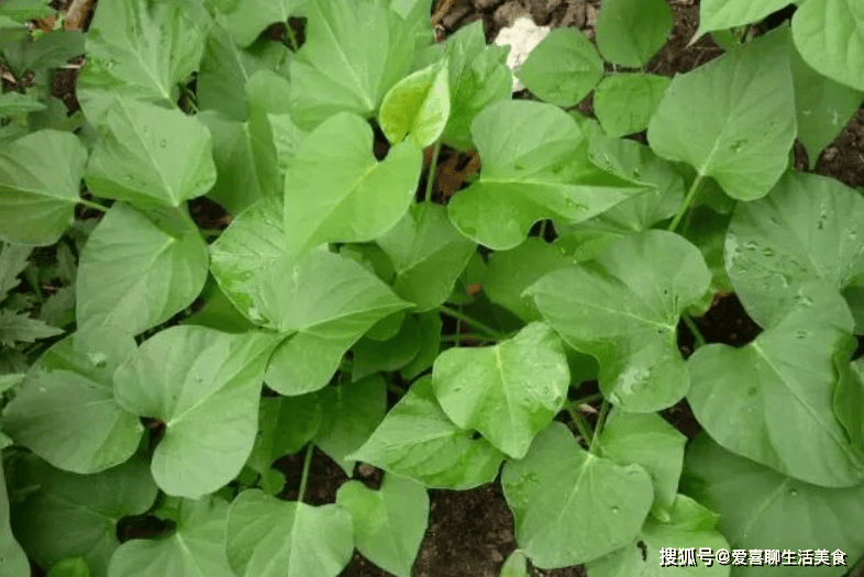 小满来临,记得给家人吃这菜,一清热、二下火、三补水,老少皆宜! 小满吃这菜 第3张 小满来临,记得给家人吃这菜,一清热、二下火、三补水,老少皆宜! 小满吃这菜 第3张