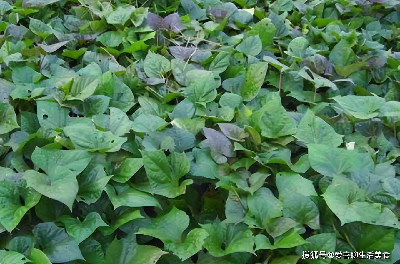 小满来临,记得给家人吃这菜,一清热、二下火、三补水,老少皆宜! 小满吃这菜 第5张 小满来临,记得给家人吃这菜,一清热、二下火、三补水,老少皆宜! 小满吃这菜 第5张