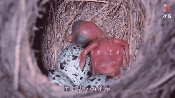 最“偏心”的企鹅!它们会产下两枚差距巨大的蛋 然后抛弃小的 企鹅 第5张 最“偏心”的企鹅!它们会产下两枚差距巨大的蛋 然后抛弃小的 企鹅 第5张