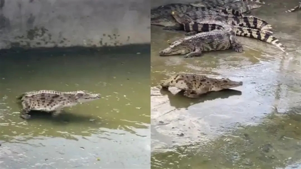 原来失去整条尾巴的鳄鱼 这么狗里狗气! 鳄鱼 第3张 原来失去整条尾巴的鳄鱼 这么狗里狗气! 鳄鱼 第3张