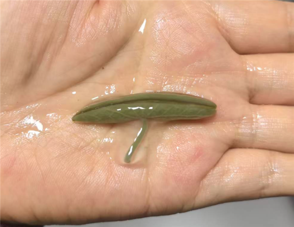 这种长在水里的菜-莼菜:能鲜掉你的舌头! 莼菜 第2张 这种长在水里的菜-莼菜:能鲜掉你的舌头! 莼菜 第2张