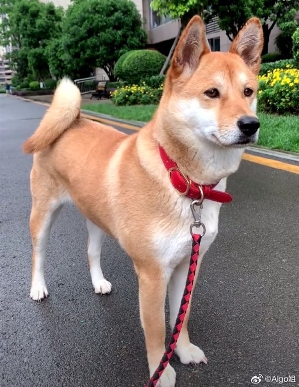 中华田园犬禁养是烈性犬上热搜 网友吵翻:多地宣布解除禁养 你支持吗 禁养中华田园犬 第1张 中华田园犬禁养是烈性犬上热搜 网友吵翻:多地宣布解除禁养 你支持吗 禁养中华田园犬 第1张