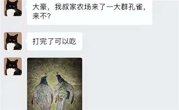国外孔雀免费吃 新西兰农场来了一群孔雀 中国网红受邀前去狩猎 孔雀 第1张 国外孔雀免费吃 新西兰农场来了一群孔雀 中国网红受邀前去狩猎 孔雀 第1张