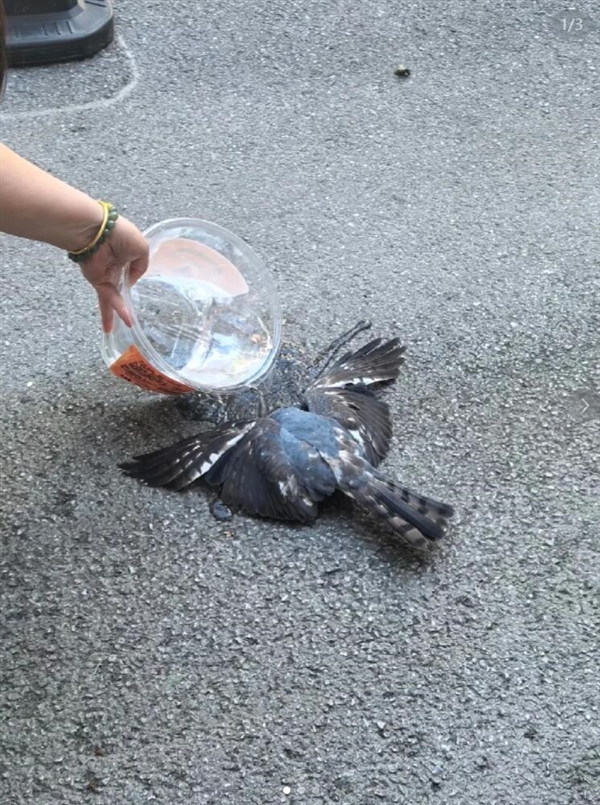 热得要命不是玩笑!武汉已经热到鸟都中暑了 武汉热到鸟中暑 第2张 热得要命不是玩笑!武汉已经热到鸟都中暑了 武汉热到鸟中暑 第2张