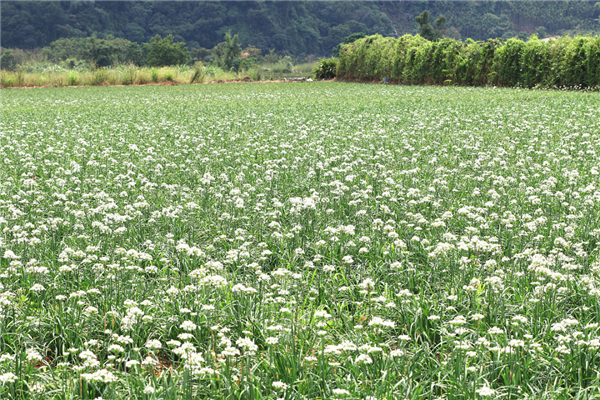 数千人涌入割韭菜:北京的这座山被“薅秃了” 割韭菜 第5张 数千人涌入割韭菜:北京的这座山被“薅秃了” 割韭菜 第5张
